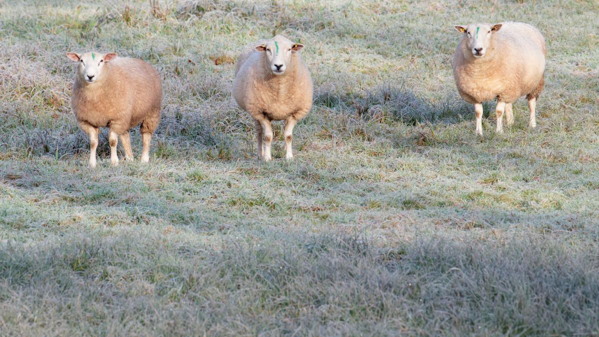 Morgens-Nebel-sp-ter-Sonne-Wetter-bleibt-wechselhaft