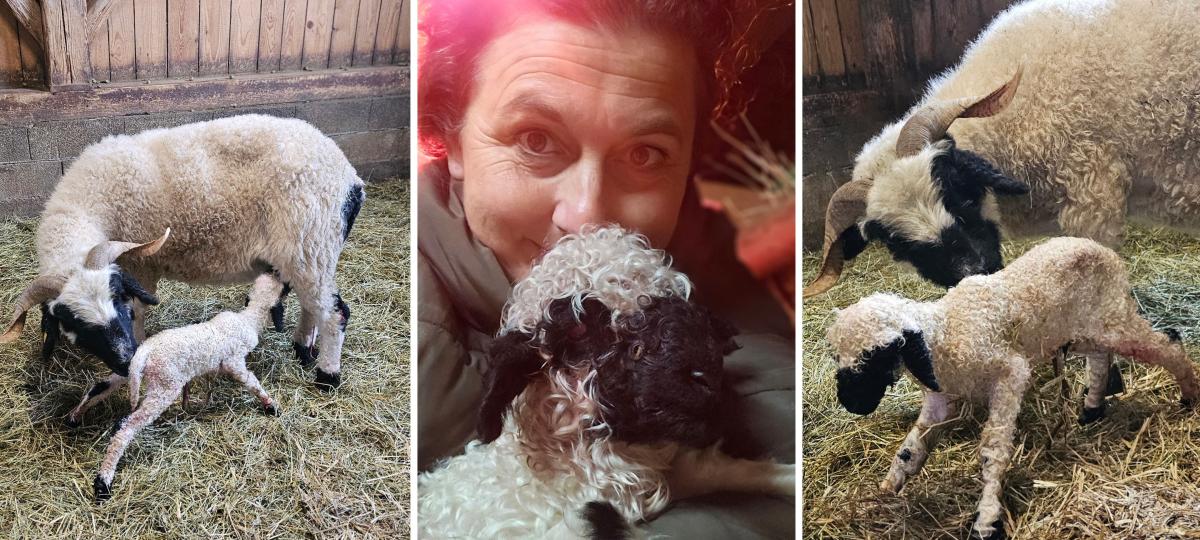 Lämmerglück in Reichling: Neue Generation Walliser Schwarznasen sorgt für Trubel auf dem Hof