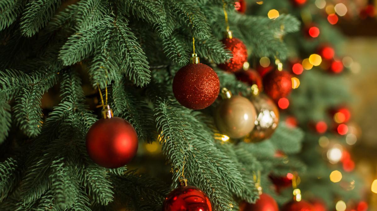 Gefahr-im-Weihnachtsbaum-Diese-blutsaugenden-Insekten-k-nnen-sich-hier-verstecken