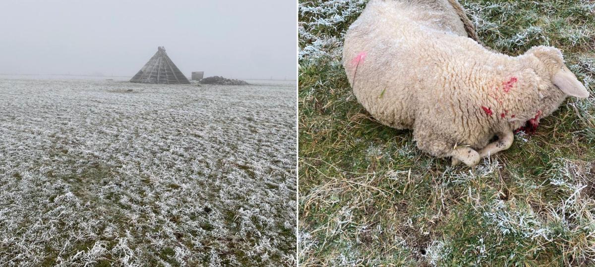 Sieben tote Schafe und ein totes Reh im Allgäu: War es der Wolf?