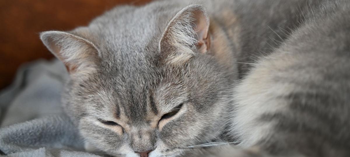 Nacktyoga, Gurke, Katze im Paket: Bayerns skurrile Einsätze