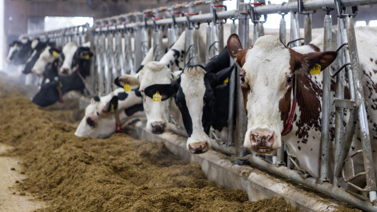 Sinkende-Preise-und-B-rokratie-belasten-Hessens-Landwirte