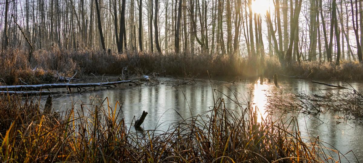 Umweltschutz findet vor der Haustüre statt: Das hat die Arbeitsgemeinschaft Wasenlöcher vor
