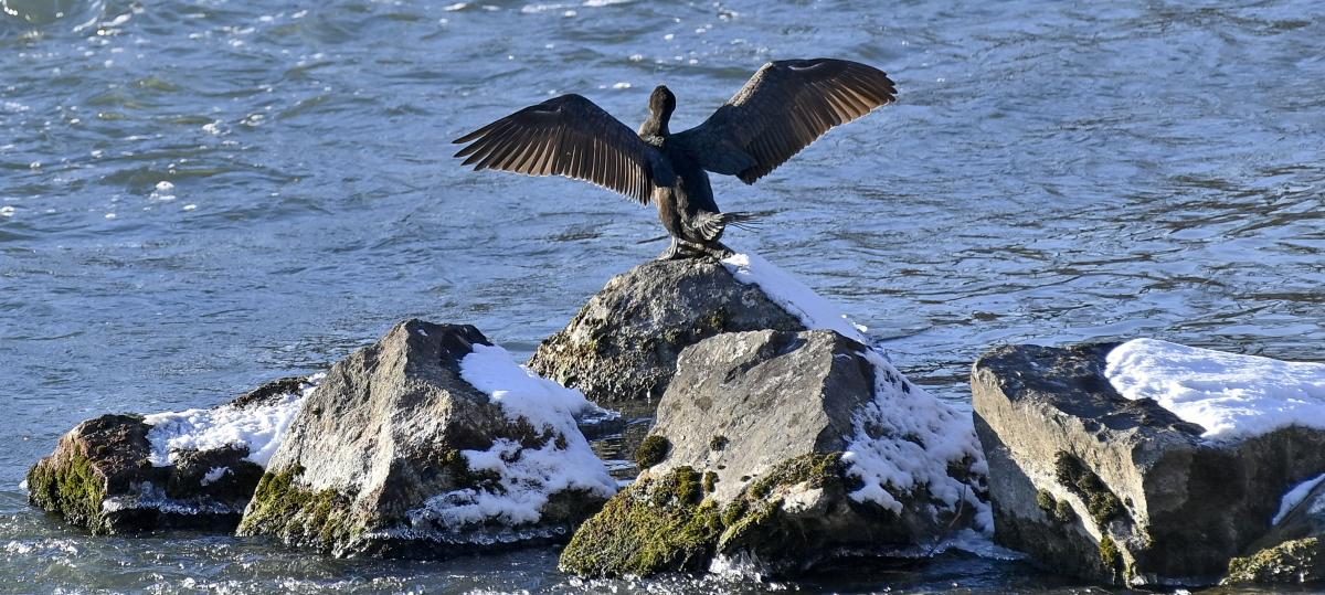 Ein Kormoran sonnt sich auf einem Stein in der Nähe des Inselbadstrands