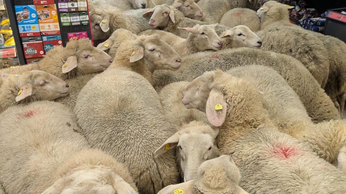 Ein-Supermarkt-voller-Schafe
