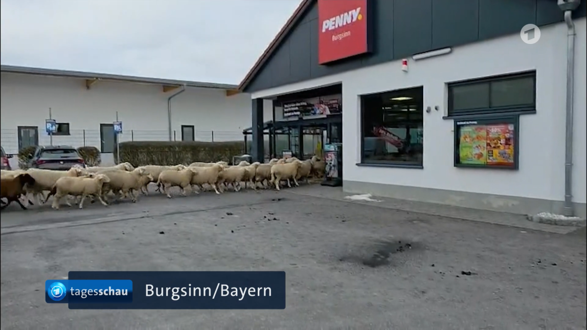 Burgsinn-in-der-Tagesschau-Schafe-im-Supermarkt-werden-in-den-20-Uhr-Nachrichten-gezeigt