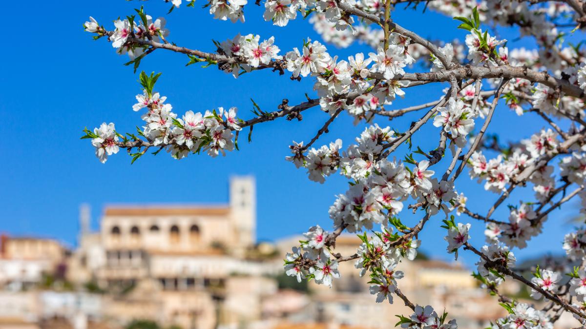 wann-ist-die-mandelbl-te-auf-mallorca-2026