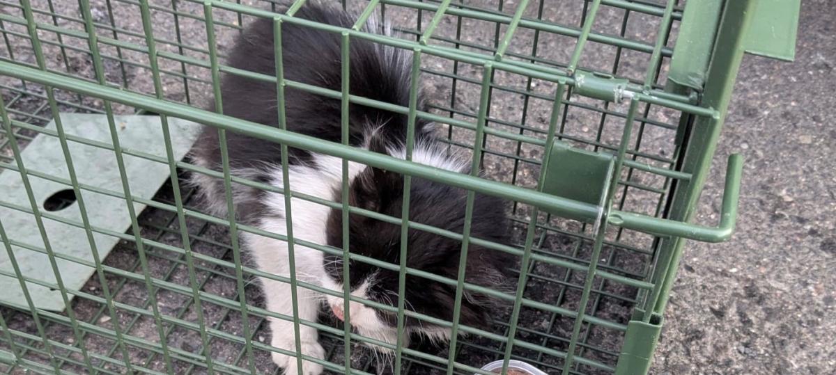 Tagelang ohne Wasser und Essen durch Europa gereist: Zoll rettet Kätzchen aus Lkw auf der A3