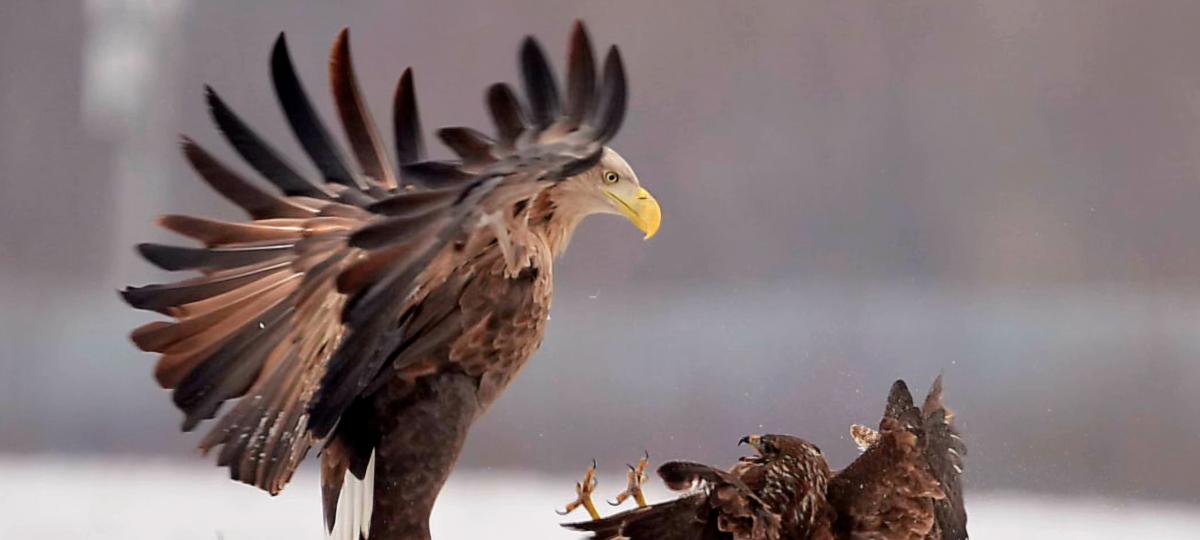 Ein Naturfotograf aus Elchingen erzählt von geheimen Orten und einem Inseltraum