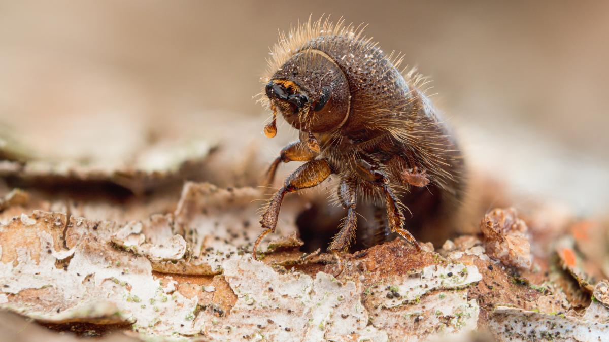 Nat-rliche-Insektenabwehr-Dieser-Pilz-kann-Borkenk-fer-t-ten