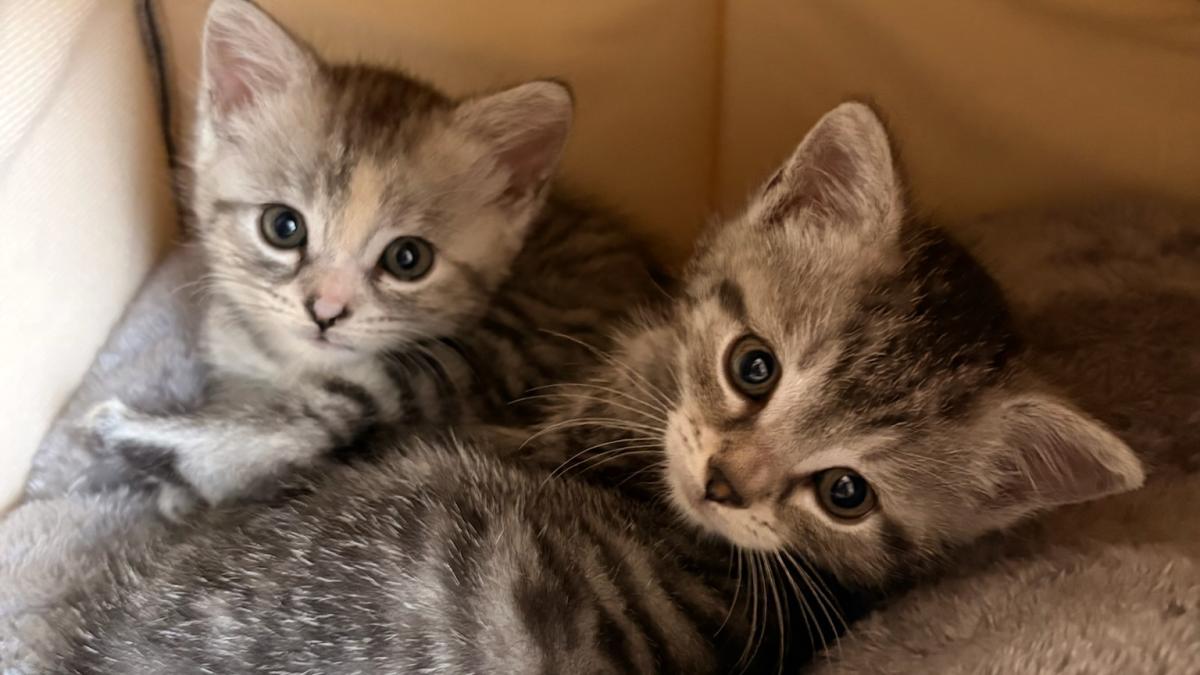 Bei-Minusgraden-Unbekannte-setzen-Katzenfamilie-am-Augsburger-Rathausplatz-aus
