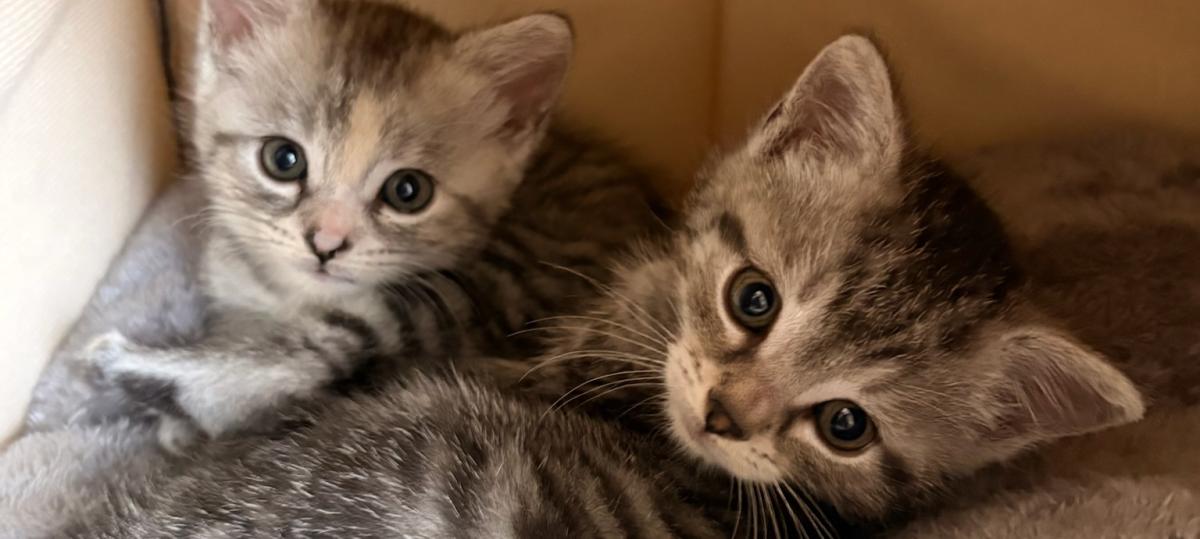 Bei Minusgraden: Unbekannte setzen Katzenfamilie am Augsburger Rathausplatz aus