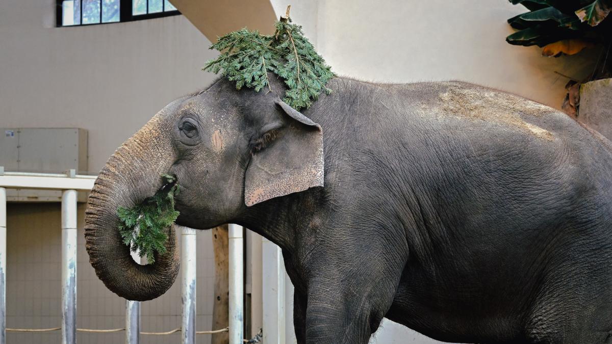 Elefanten-freuen-sich-ber-Snack-Flughafen-M-nchen-spendet-Tannenb-ume-an-Tierpark