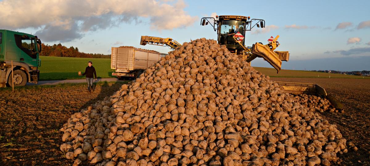 Zuckerfabrik Rain sieht sich für die Zukunft gerüstet - obwohl der Markt schwierig geworden ist