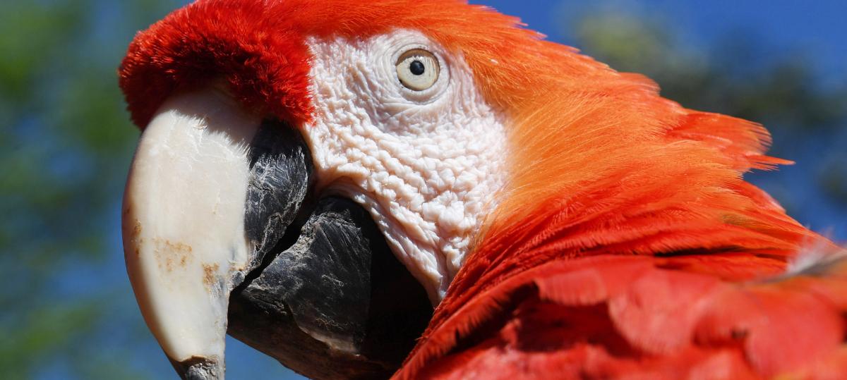 Ausgebüxter Papagei Butzi erregt in Illertisser Stadtteil Aufsehen