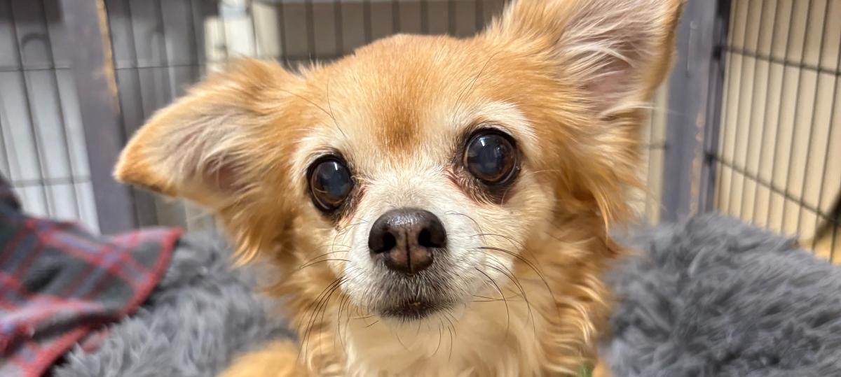 Tier-Schicksale in Augsburg: „Erschreckend, wie schäbig manche Menschen mit Tieren umgehen“