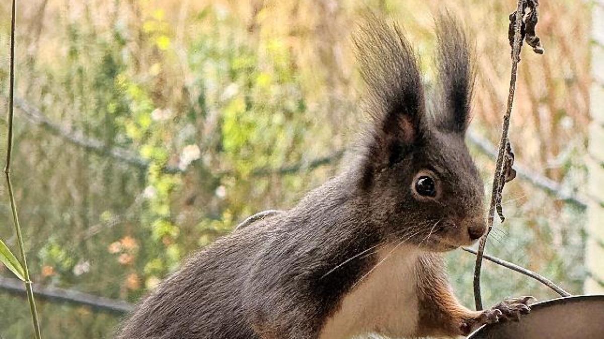 Eichh-rnchen-gesehen-