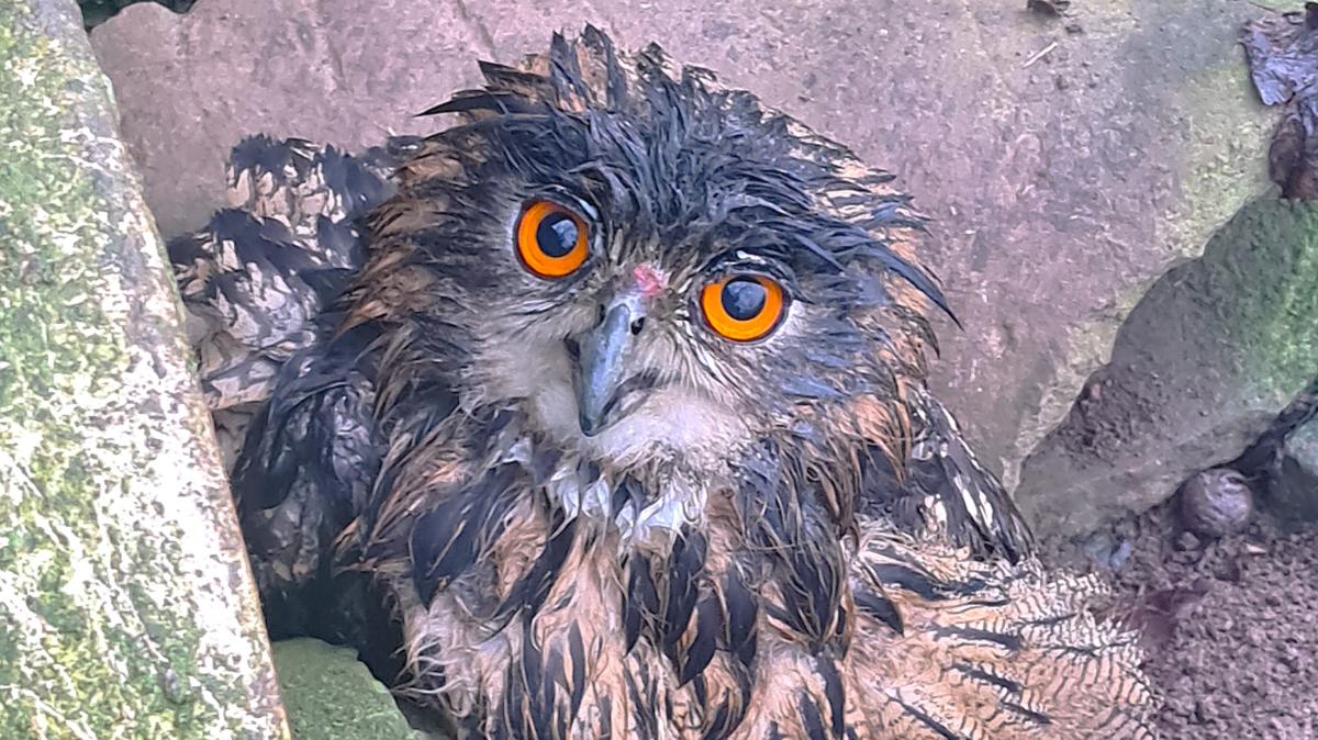 Neudorf: Seltener Gast in Hühnergarten in Neudorf: Marion Damm findet ...