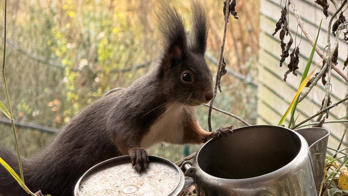 Beobachten-und-Daten-sammeln-Wo-leben-Eichh-rnchen-im-Landkreis-Landsberg-