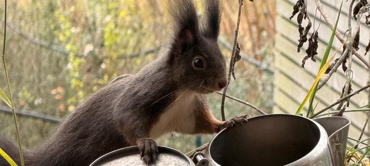 Beobachten und Daten sammeln: Wo leben Eichhörnchen im Landkreis Landsberg?