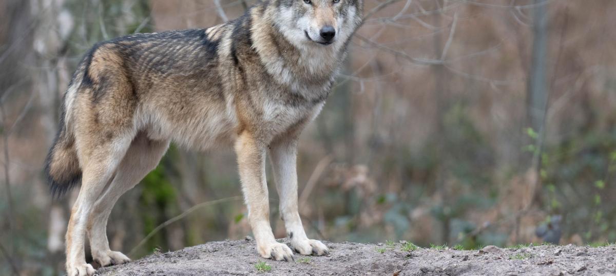 Totes Schaf: War schon wieder der Wolf im Unterallgäu?