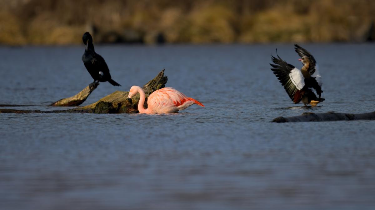 Jetzt-auch-in-Elchingen-gesichtet-Ulmer-Flamingo-trotzt-Schnee-und-K-lte