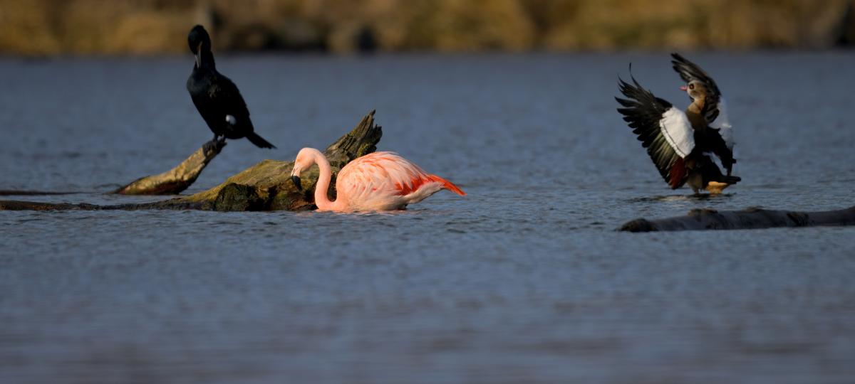 Jetzt auch in Elchingen gesichtet: „Ulmer Flamingo“ trotzt Schnee und Kälte