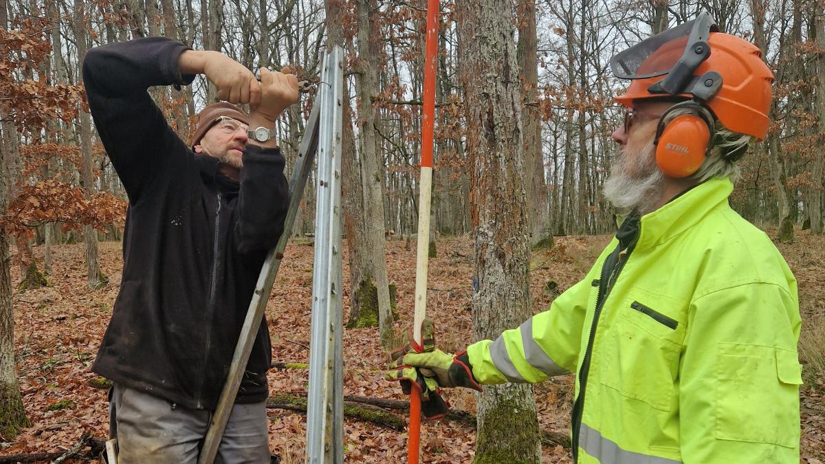 Umfangreiche-Forstarbeiten-Mischwald-ersetzt-Kronunger-Fichtenkultur