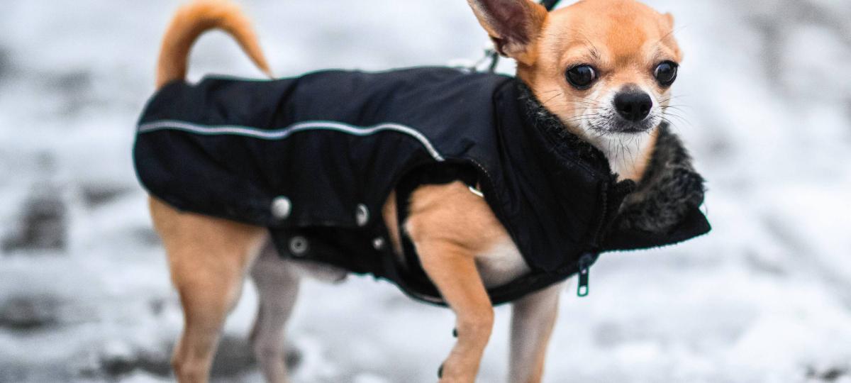 Hunde in Kälte vergessen: Tierschützer fordern Tierhalteverbot