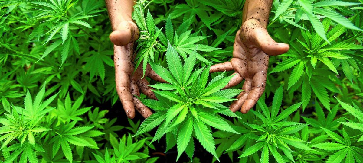 Der strafbare Handel mit Hanf-Blüten kostet einen Ladenbetreiber ein Vermögen