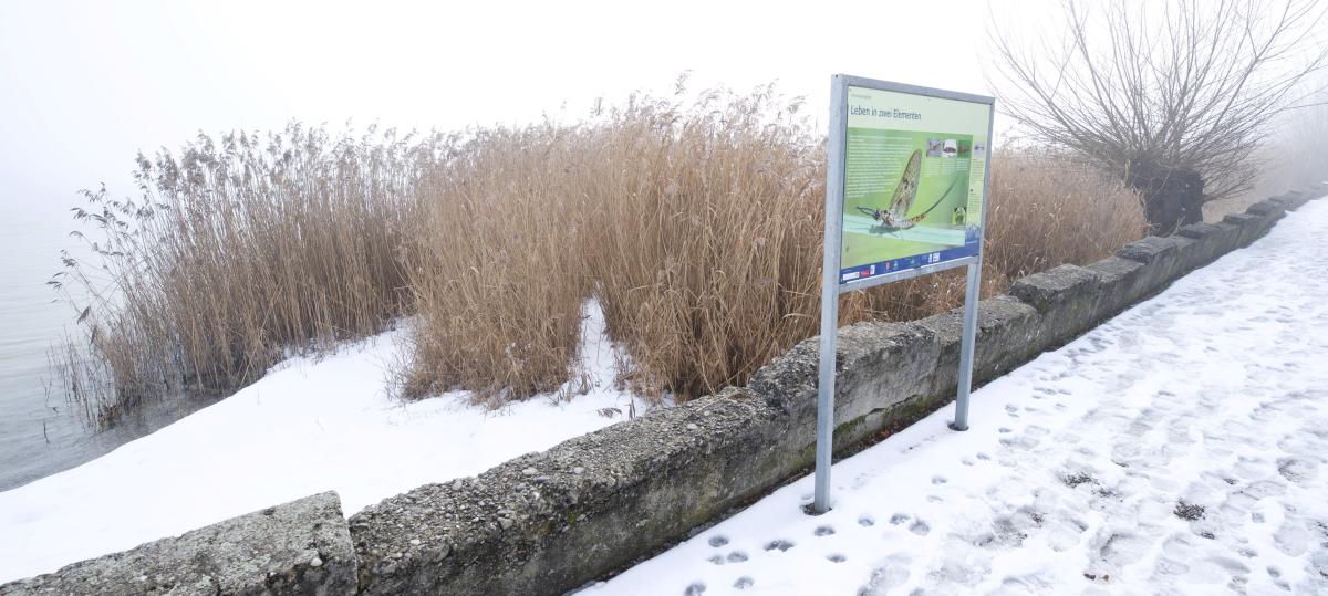 Warum in einer Gemeinde am Ammersee das Schilf nicht gemäht wird