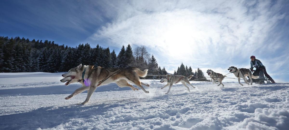 Der Penzinger Jürgen Stolz muss auf die WM im Schlittenhunde-Sport diesmal verzichten