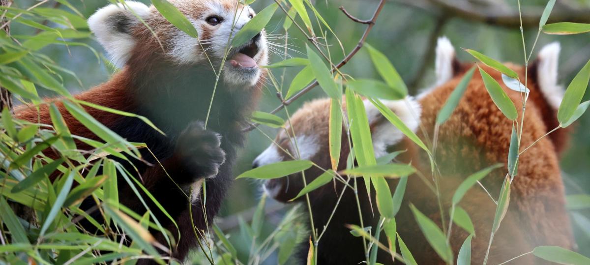 Die Roten Pandas Nilay und Najuk ziehen um