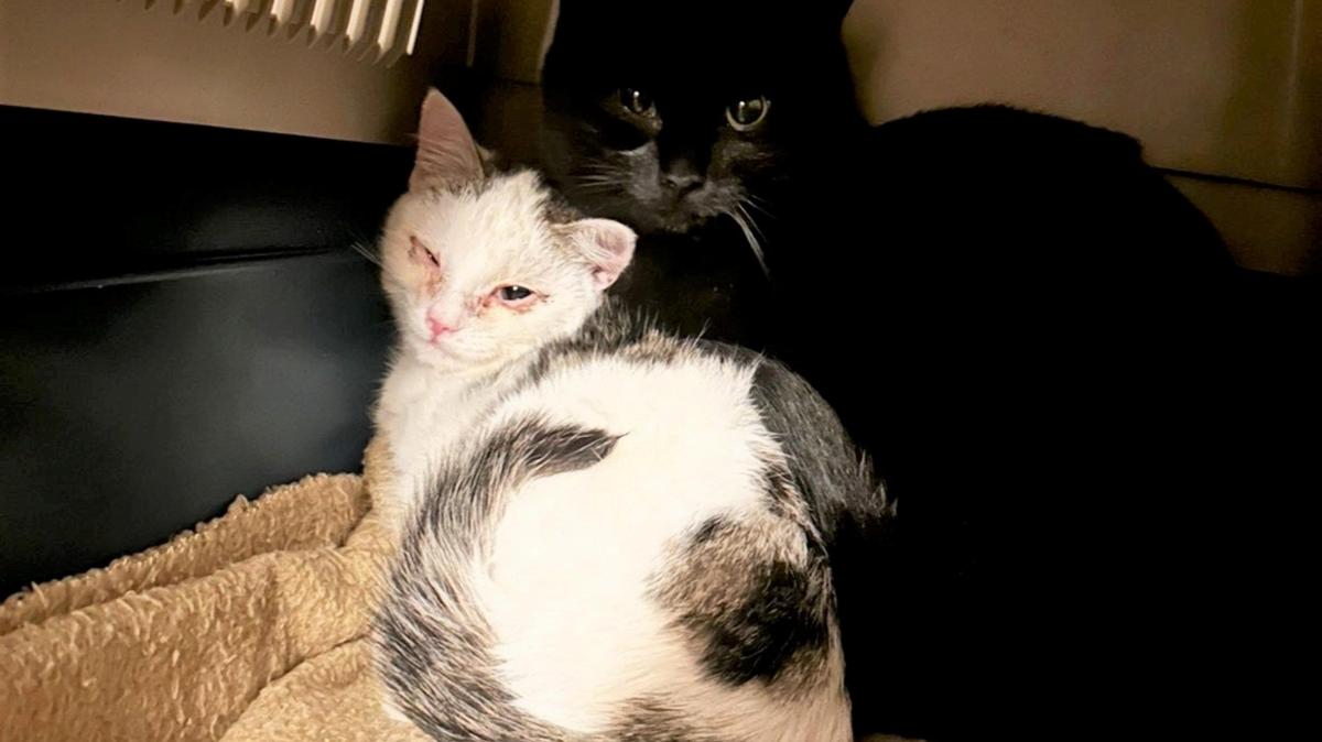 Vereine-lassen-Katzen-kastrieren-Wir-appellieren-eindringlich-an-die-Gemeinden-