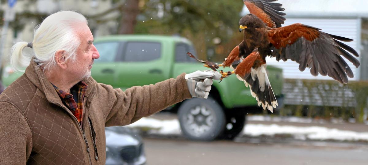 Jetzt oder nie: Wie Neu-Ulm mit Greifvögeln die Saatkrähen vertreiben will