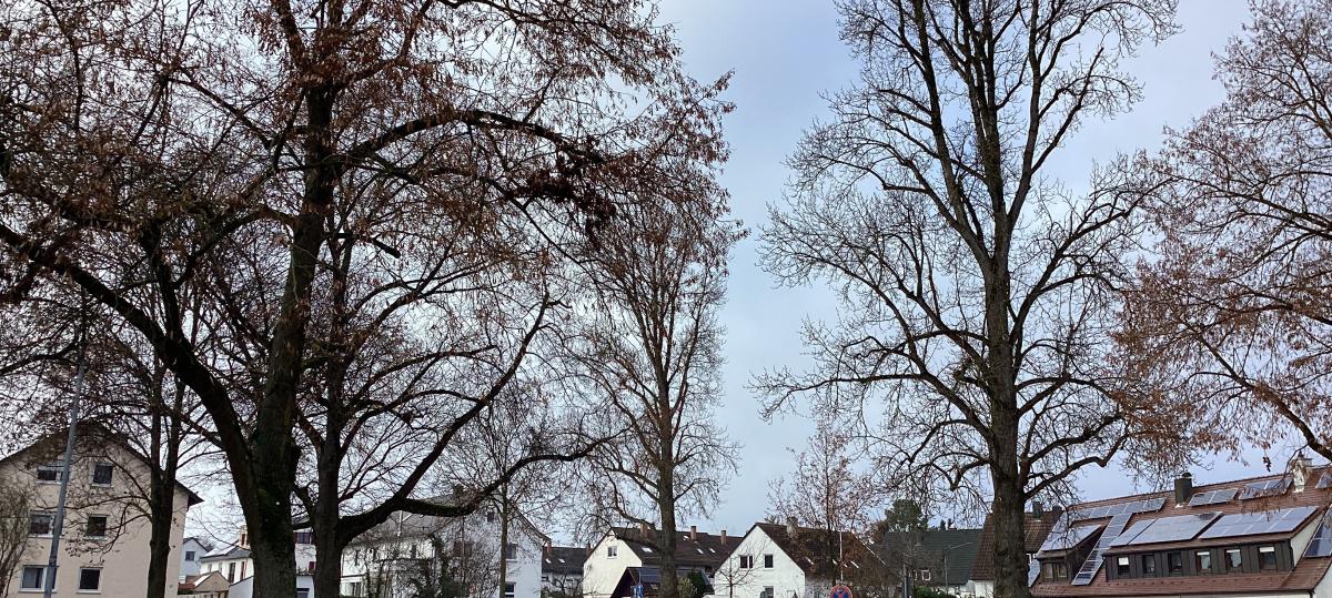 „Fällung ist unumgänglich“: Warum zwei alte Pappeln in Pfuhl gefällt werden müssen