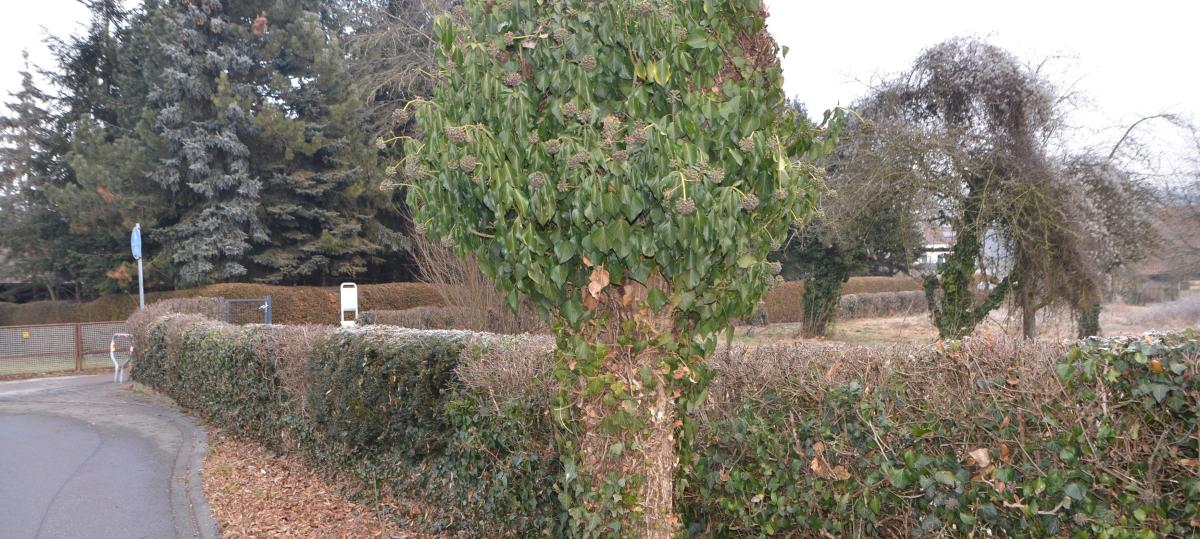 Das neue „Gängele“ soll auch zum Verweilen einladen