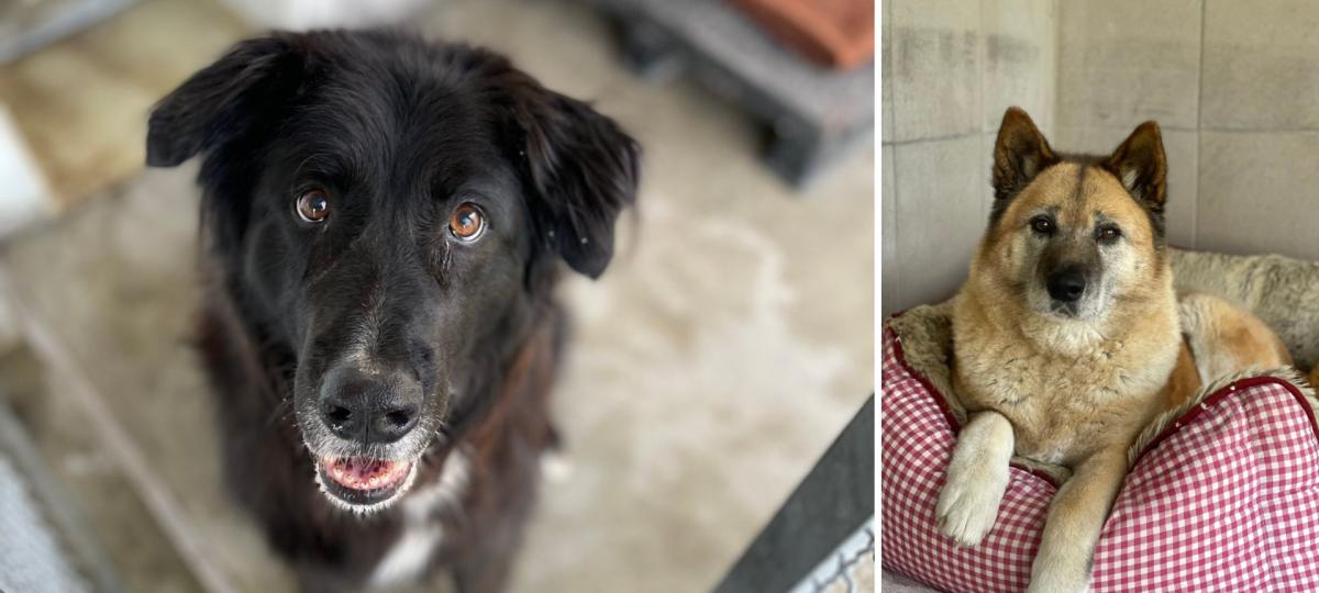 Ein neues Familienmitglied adoptieren? Diese Hunde suchen aktuell in Augsburg ein Zuhause