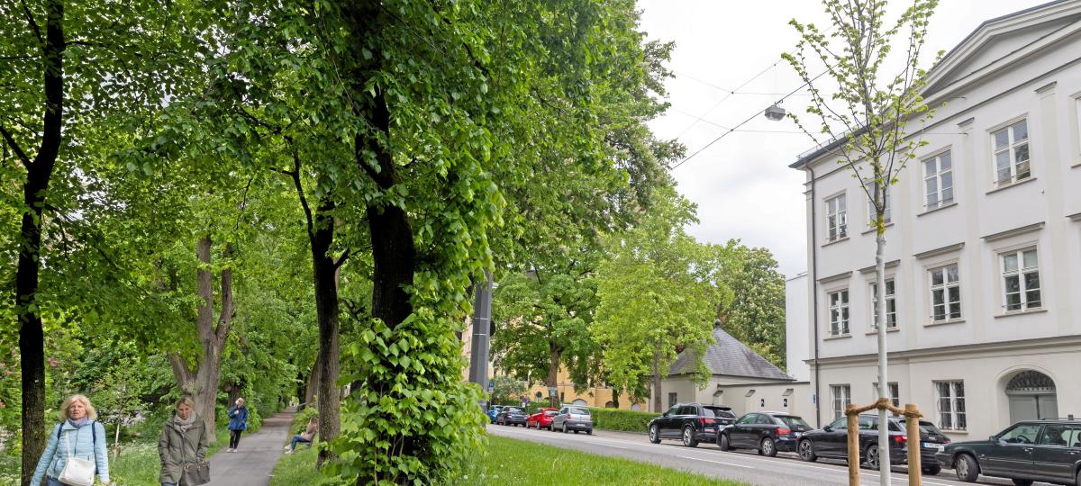 Stadt Augsburg meldet kräftigen Zuwachs bei Bäumen – doch es gibt trotzdem Kritik