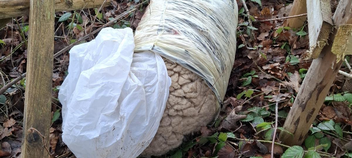 Spaziergängerin macht Ekel-Fund: Schaf-Reste am Waldrand illegal entsorgt