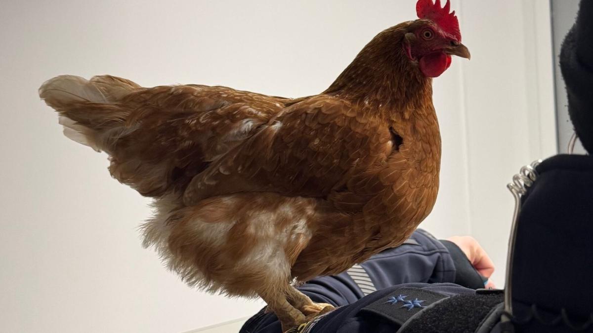 Nach-Abenteuer-am-Hauptbahnhof-M-nchen-wieder-daheim-Das-steckt-hinter-der-Reise-von-Huhn-Henrietta