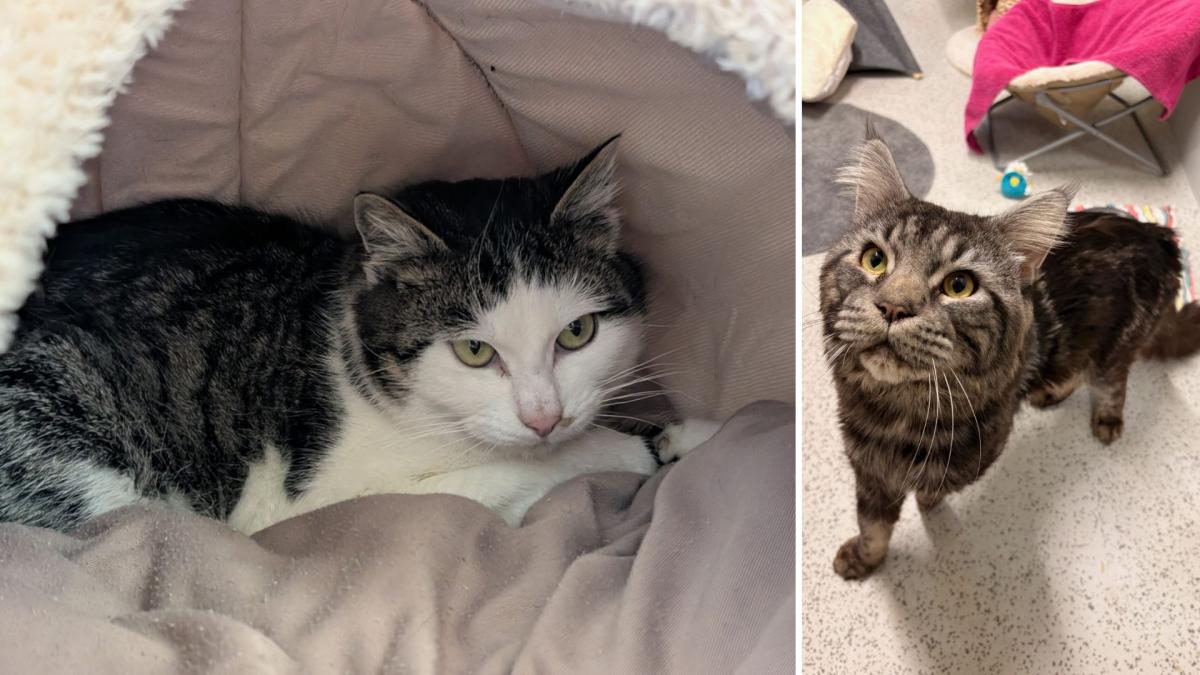 Wer-gibt-diesen-Katzen-ein-neues-Zuhause-