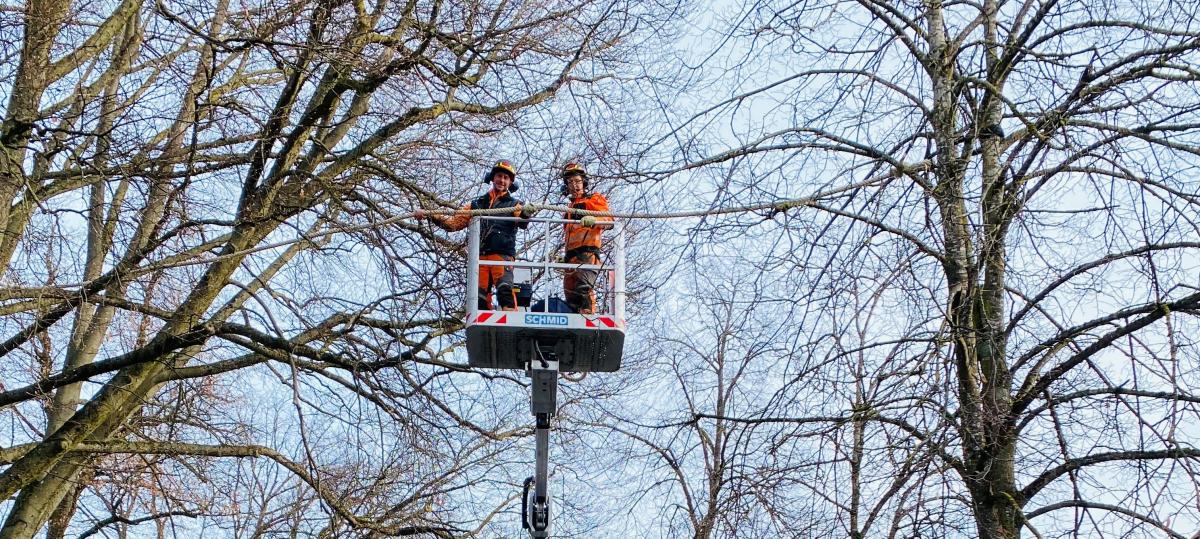 In Landsberg gibt es jetzt Brücken für Eichhörnchen