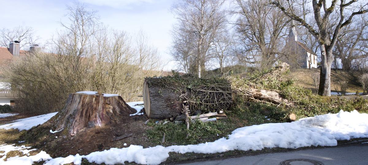Was passiert mit einer gefällten Eiche in Unterfinning?
