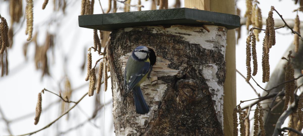 Jetzt Nistkästen für Vögel aufhängen und reinigen