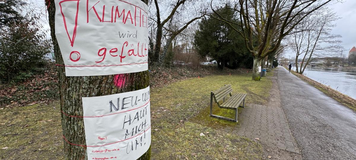 14 statt nur zwei Bäume? Protest gegen geplante Fällungen am Neu-Ulmer Donauufer
