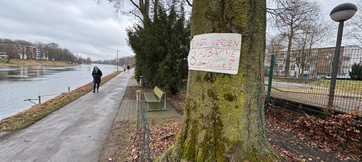BUND hat „keinerlei Verständnis“ für Baumfällungen am Neu-Ulmer Donauufer