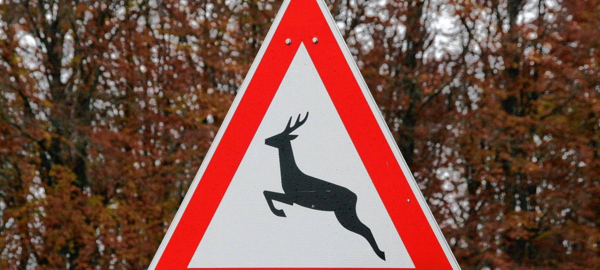 Bei Peißenberg ereignet sich ein verhängnisvoller Wildunfall