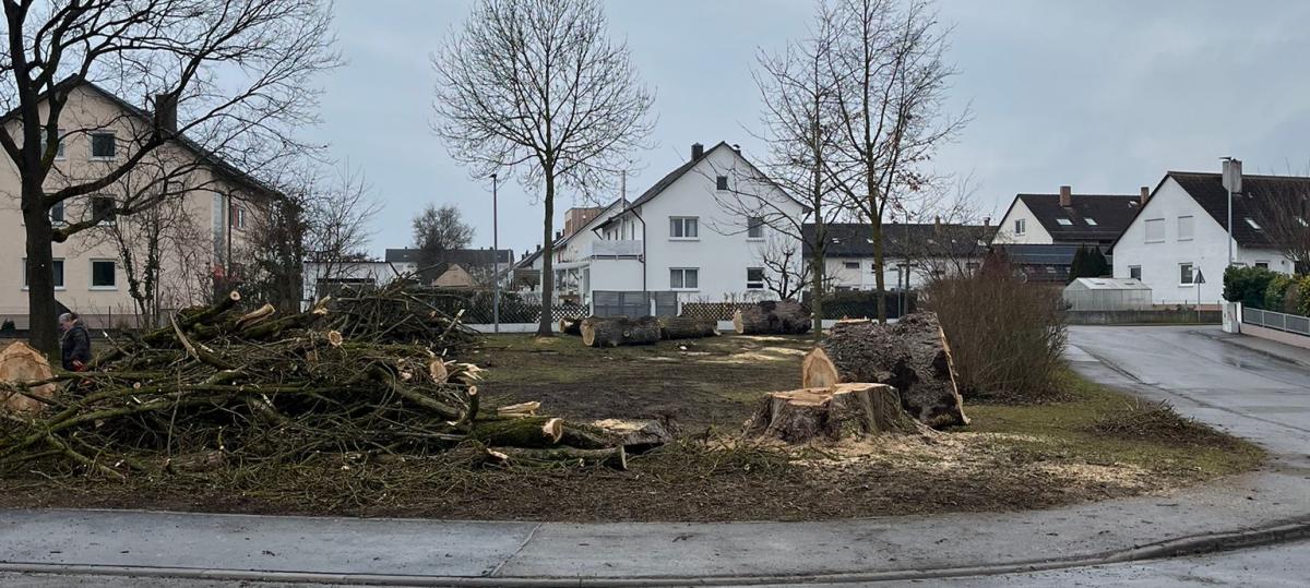 „Fällung unumgänglich“: Warum zwei größere Pappeln in Pfuhl gefällt wurden