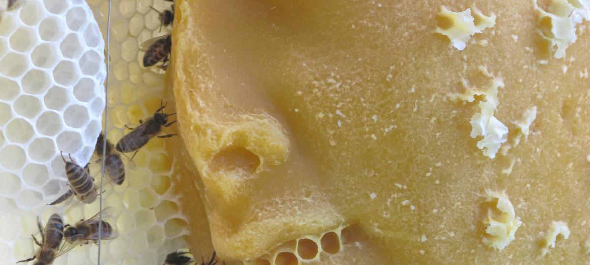 Neues Programm im Museum: Vom Honig der Demokratie zum Brot in der Weltgeschichte